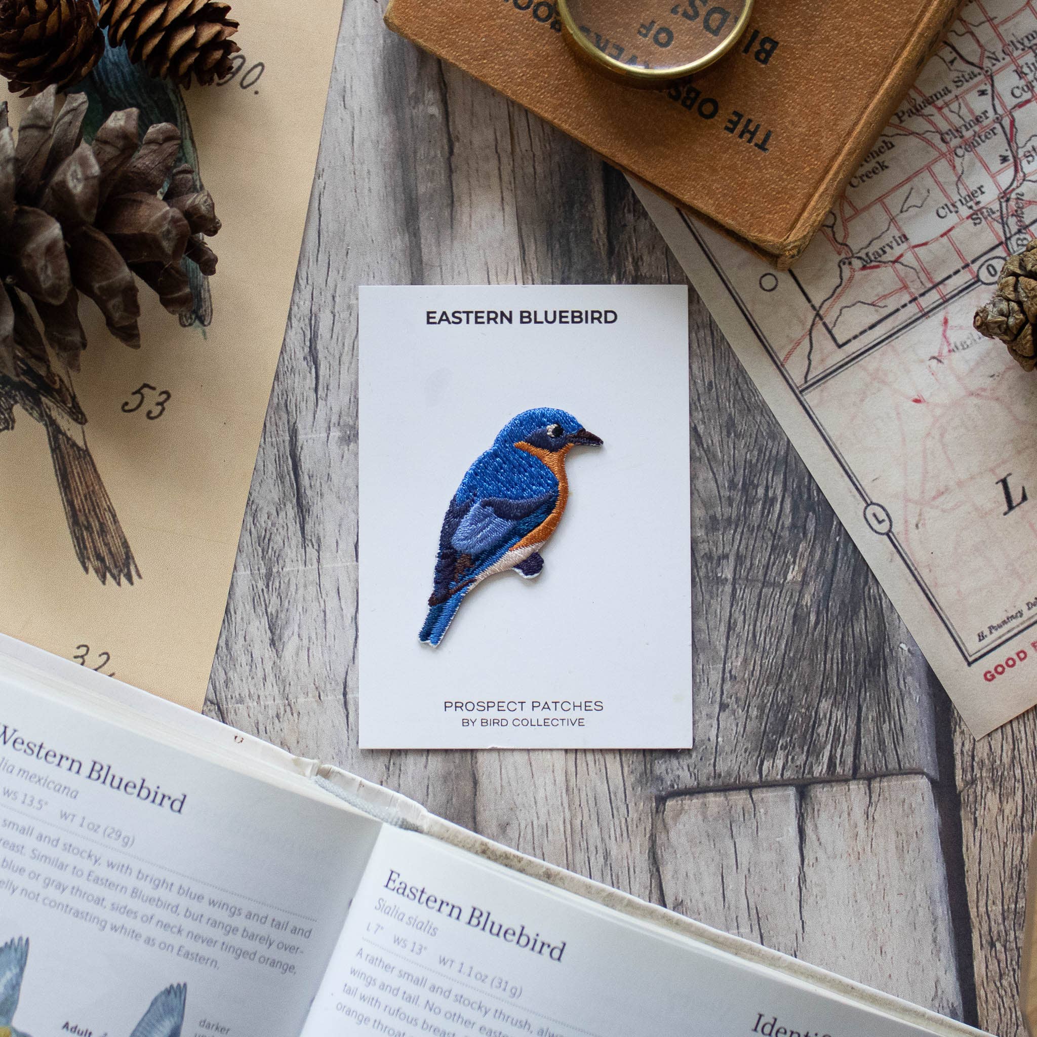 Eastern Bluebird Patch - Image 3