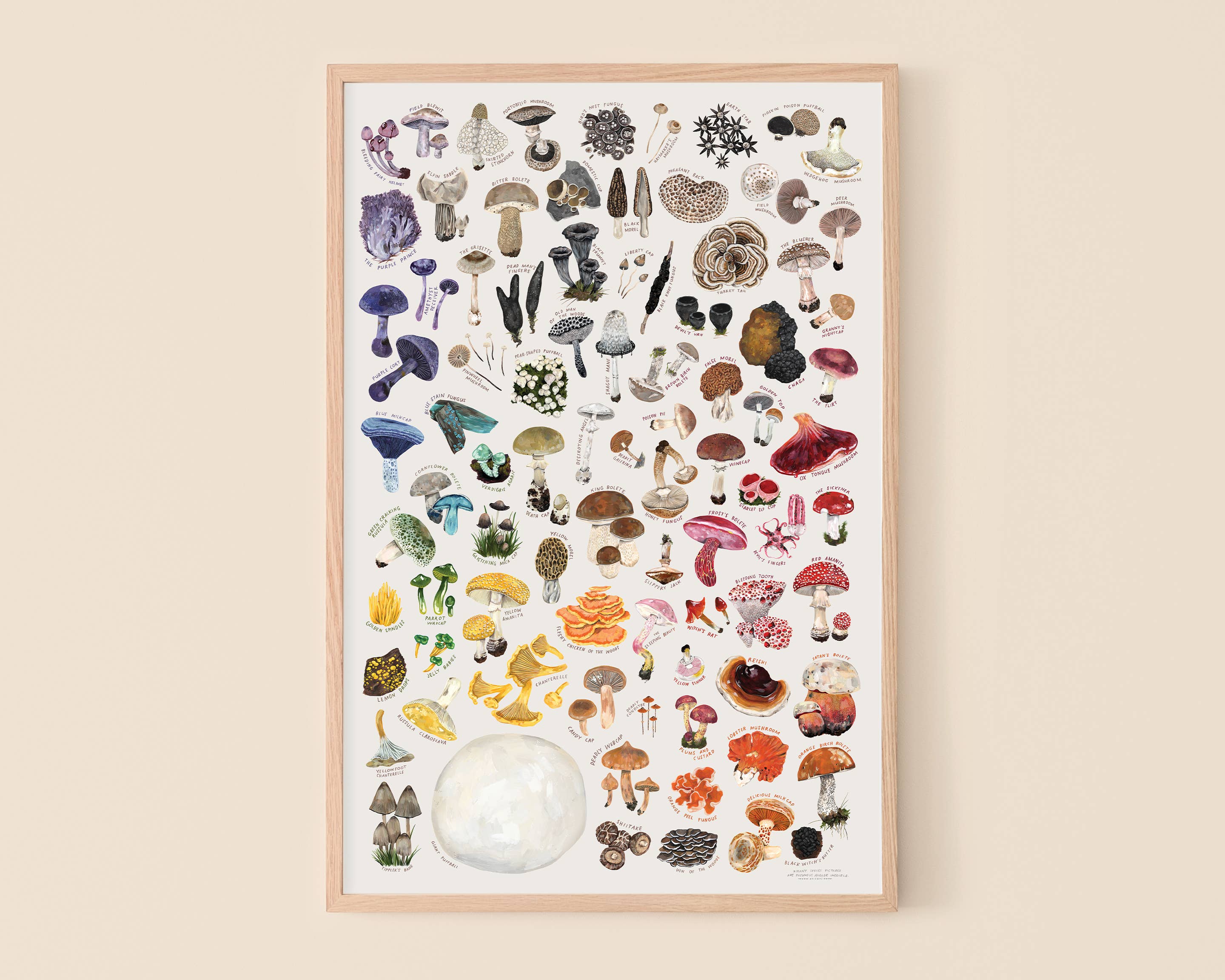 Rainbow of Mushrooms - Image 1