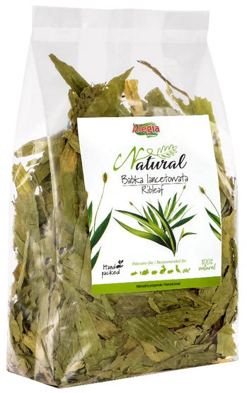 Alegia babka lancetowata 100g – ziołowy przysmak wspierający trawienie i drogi oddechowe