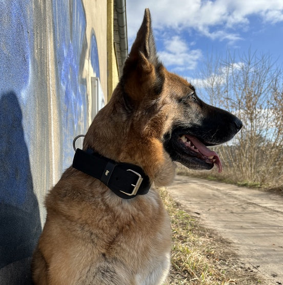 Dingo Obroża specjalna z taśmy 4,0x55-65cm czarna - Image 2