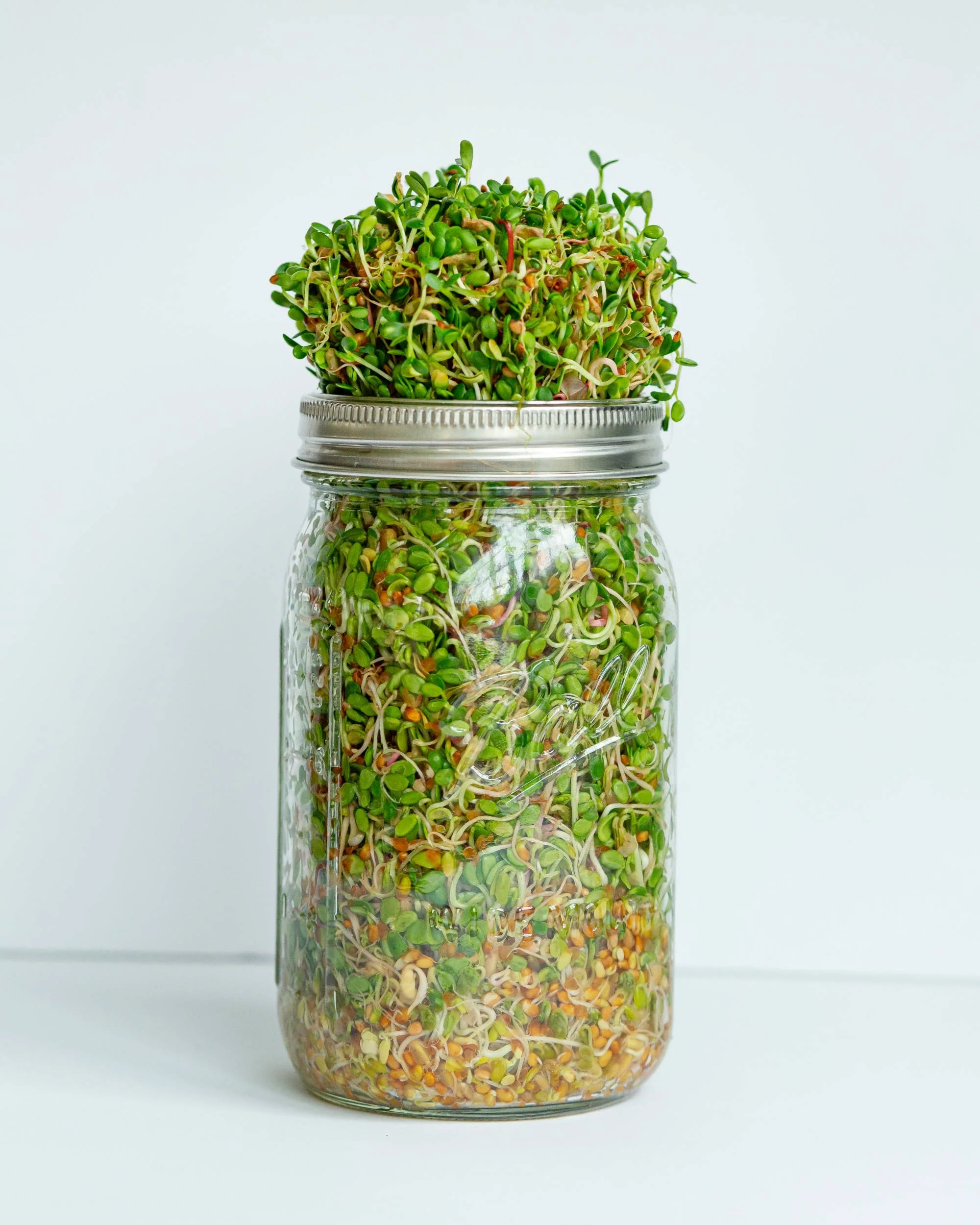 Sprout Kit, Grow Your Own, DIY - Image 3
