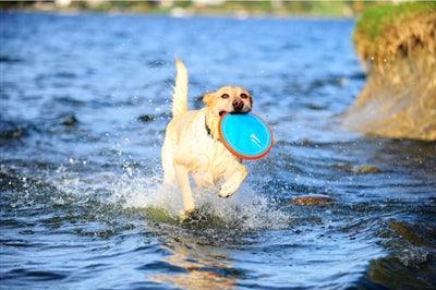 Chuckit Paraflight - Frisbee for dogs - 2 sizes - Image 2