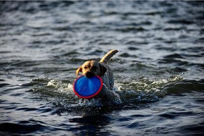Chuckit Paraflight - Frisbee for dogs - 2 sizes - Image 3