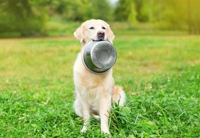 Happy Pet Stainless Steel Food Bowl - Image 2