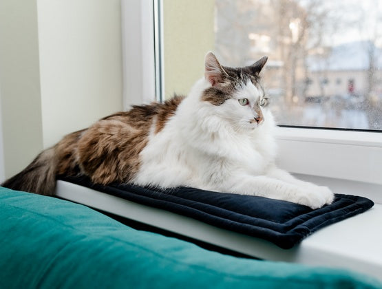 MIMIKO Pets Mata Velvet 25x70cm czarny - Image 2