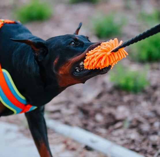 Dingo Zabawka dla psa - Szarpak Mop z rączką bungee pomarańczowy - Image 2