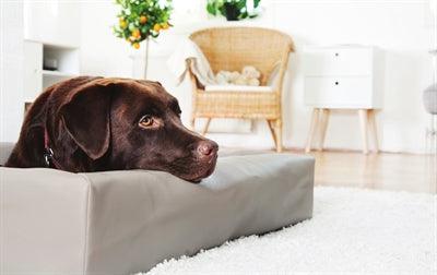 Bia Bed Dog Basket Original Taupe – Supportive and Durable - Image 2