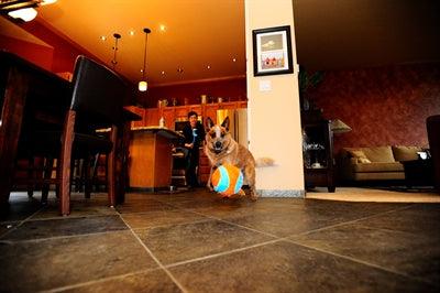 Chuckit Indoor Ball - Specially developed for indoors - Image 3