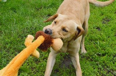 Happy Pet Wild Crinkler Lion Wild Crinkler Lion – Interactive Cuddle Toy for Dogs - Image 2