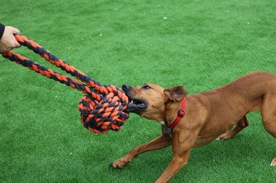 Happy Pet Nuts For Knots Extreme Ball Tugger – Strong Chew and Pull Toy for Dogs - Image 2