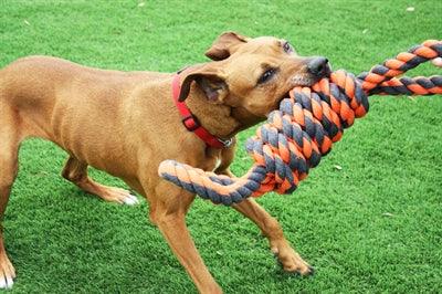 Happy Pet Nuts For Knots Extreme Coil 8 Shape Tugger Gray/Orange - For strong dogs - Image 2