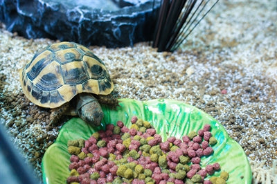 Happy Pet Food Bowl Green Leaf Green - Image 2