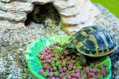 Happy Pet Food Bowl Green Leaf Green - Image 3