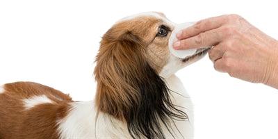 Trixie Eye Care Cleaning Pads for Eyes - Image 3
