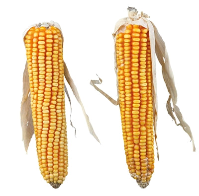 Trixie Corn Cobs With Leaf