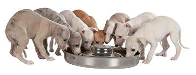 Trixie Junior Puppy Food Bowl Stainless Steel - Image 2