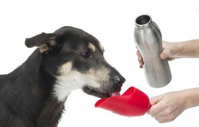 KONG H2O Stainless Steel Dog Water Bottle – Orange – 740 ml – With Drinking Cap and Carabiner - Image 2
