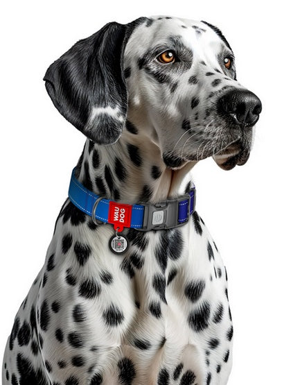 Collar WauDog Nylon Mono Obroża nylonowa odblaskowa z QR-paszportem, plastikowy fastex, L 25mm/33-49cm niebieska - Image 3