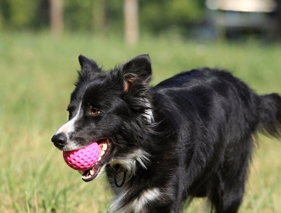 Kiwi walker let's play ball - lekka piżka do aportowania - 6 cm - Image 3