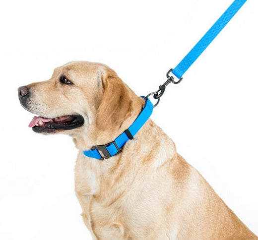 Collar Waterproof Smycz wodoodporna L-XXL 25mm/183cm niebieska - Image 3