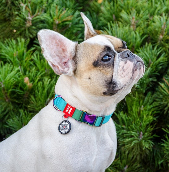 Obroża Collar WauDog Recycled - z QR-paszportem i materiału R-PET - Image 3