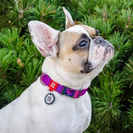 Obroża Collar WauDog Recycled gradient - QR-paszport i materiał R-PET - Image 3