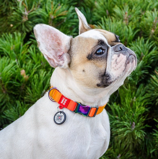 Obroża Collar WauDog Recycled gradient L 25 mm - QR-paszport i materiał R-PET - Image 3