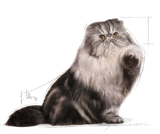 Royal Canin Persian Adult - pasztet wspierający sierść i trawienie - Image 3
