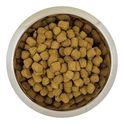 Yourdog French White and Orange Senior Dog - Image 1