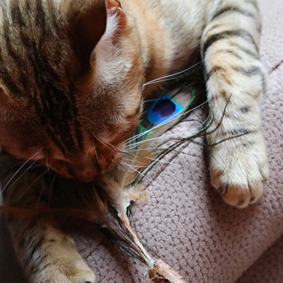 Croci Euphoria Cat Toy, Matatabi Peacock Feather - Image 3