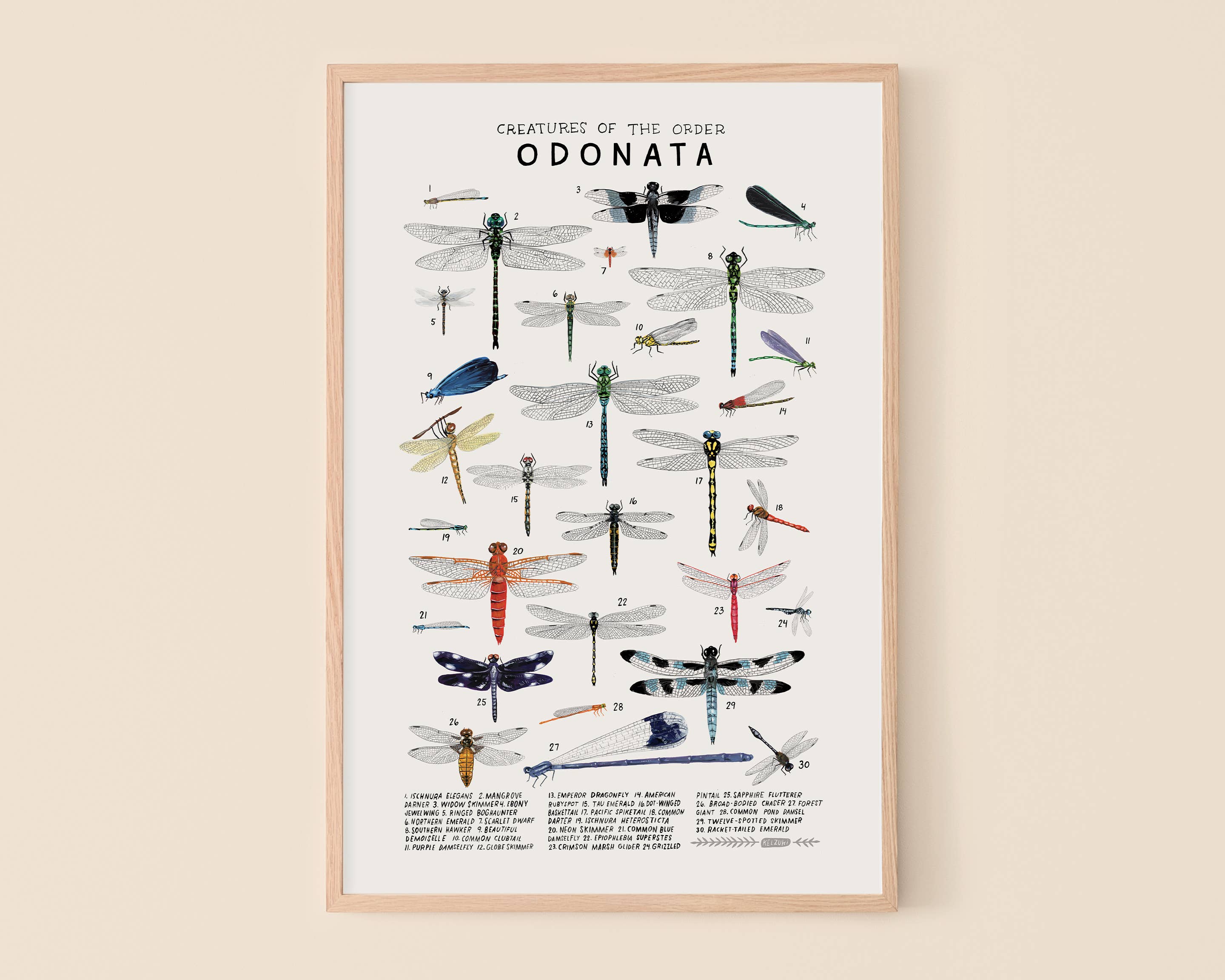 Odonata: Dragonflies, Damselflies: 8 x 10 inches - Image 2