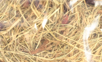 Excellent Herbal Hay Rosehip and Mint - Image 2