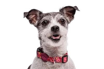 Morso Dog Collar – Recycled Pink Think Pink – Small to Large Dogs - Image 3