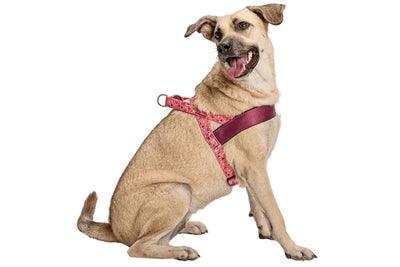 Morso Norwegian Dog Harness Pink Think Pink - Adjustable - Size XS to XXXL - Image 2