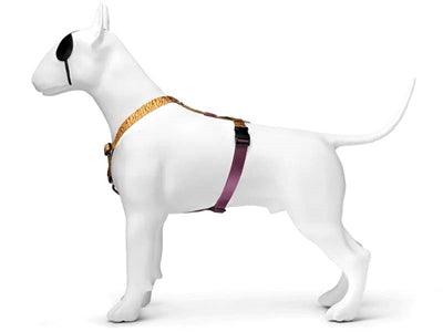 Morso Dog Harness H-Harness Recycled Jungle Drum Orange - S to XL - Image 2