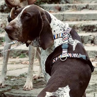 Morso Dog Harness H-Harness Recycled Spaghetti Incident – ​​S to XL - Image 3