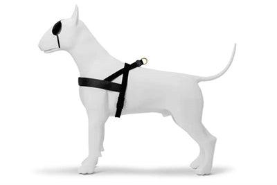 Morso Norwegian Dog Harness Gold Caviar Gold - Adjustable - Size XS to XXL - Image 1