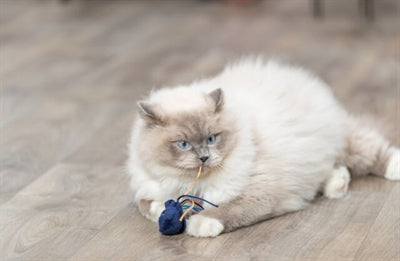 Trixie Sea Creature Plush with Catnip Assorted - Image 2