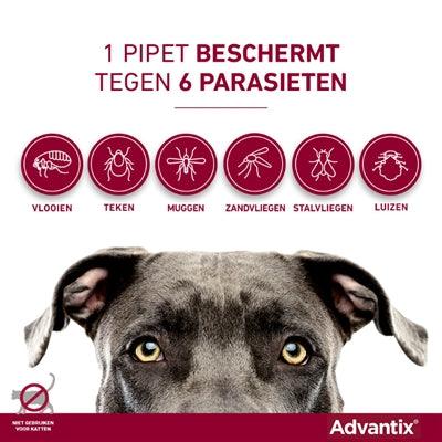 Bayer Advantix Spot-On >40 kg – Fast protection against fleas, ticks & biting insects (4 pipettes) - Image 2