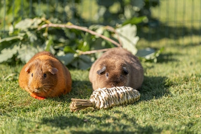 Trixie Carrot Grass - Image 3