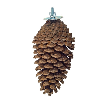 Back Zoo Nature Foraging Pine Cone - Image 1