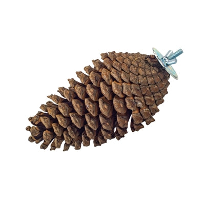 Back Zoo Nature Foraging Pine Cone - Image 2