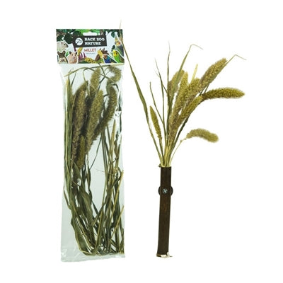 Back Zoo Nature Millet Setaria - Image 2