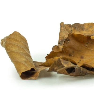 Back Zoo Nature Discovery Leaves - Image 3