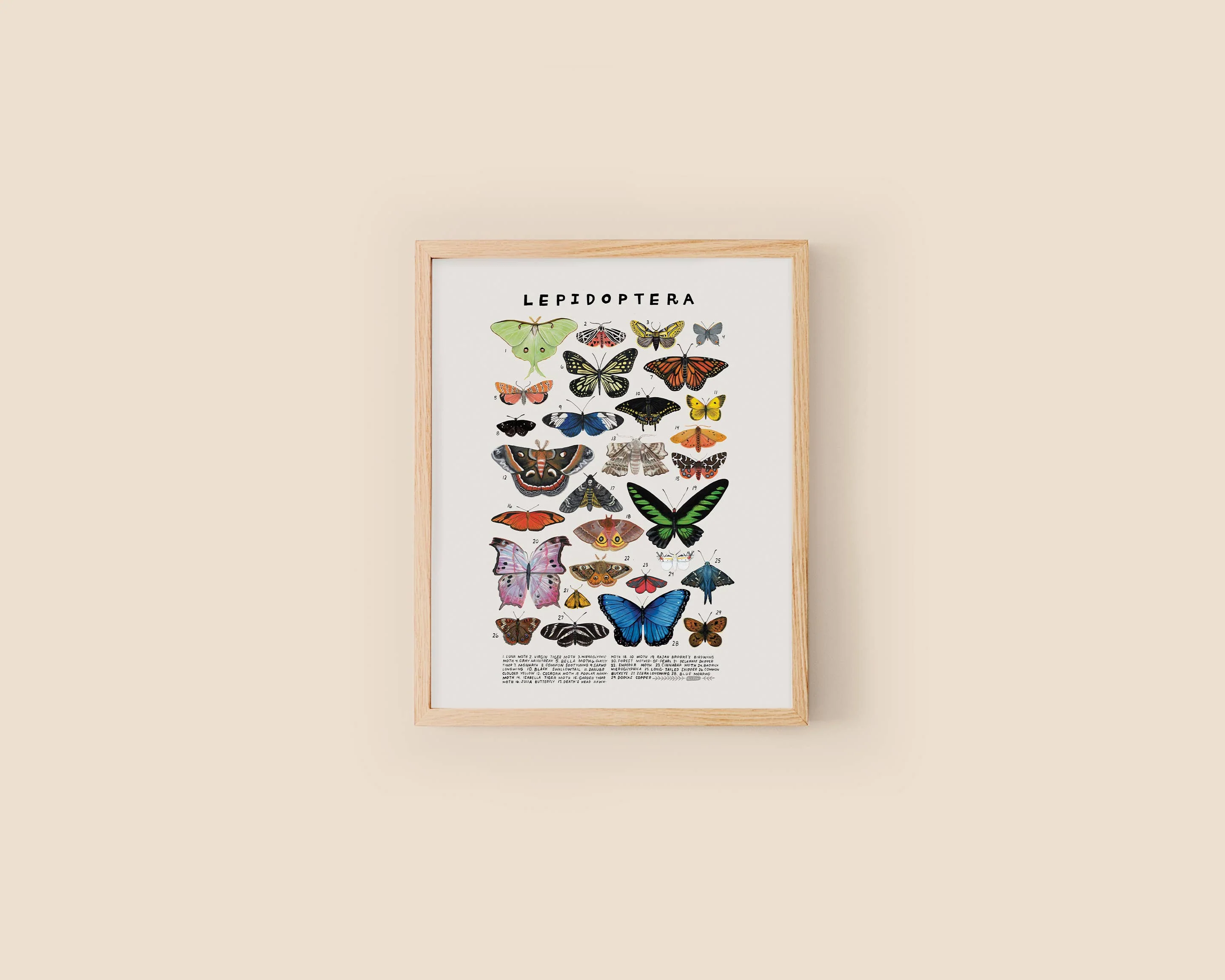 Lepidoptera: Butterflies, Moths: 8 x 10 inches - Image 2