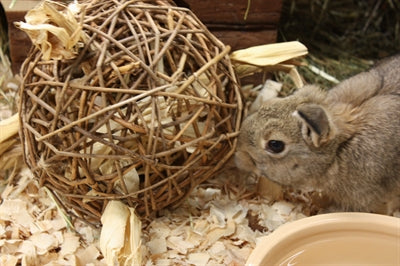 Nature First Happy Pet Toy Willow Nature First - Image 3