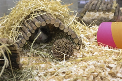 Happy Pet Play Ball Willow - Image 2