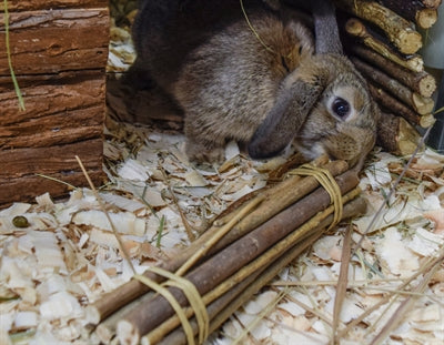 Nature First Happy Pet Willow Sticks - Image 2
