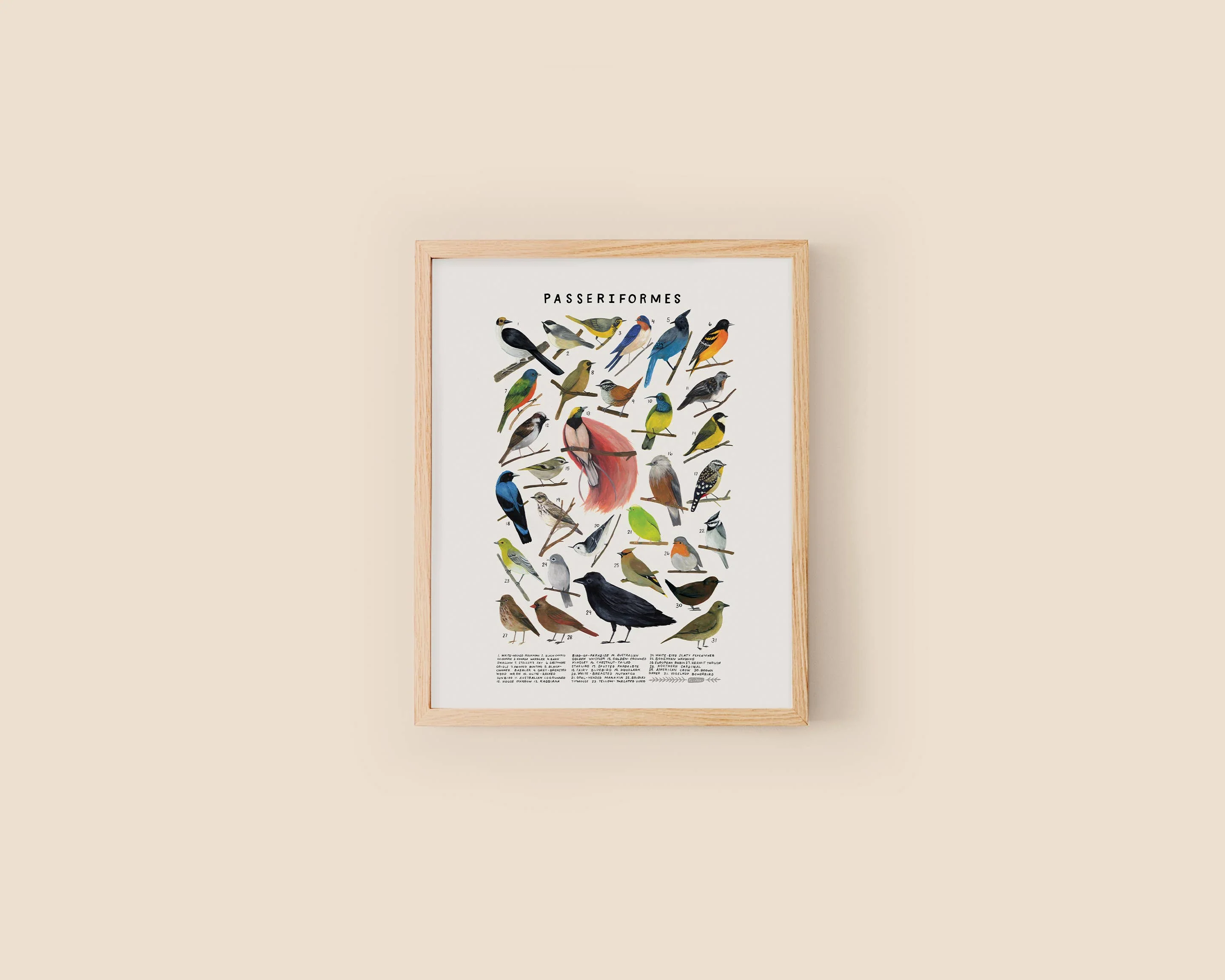 Passeriformes: Songbirds: 8 x 10 inches - Image 1
