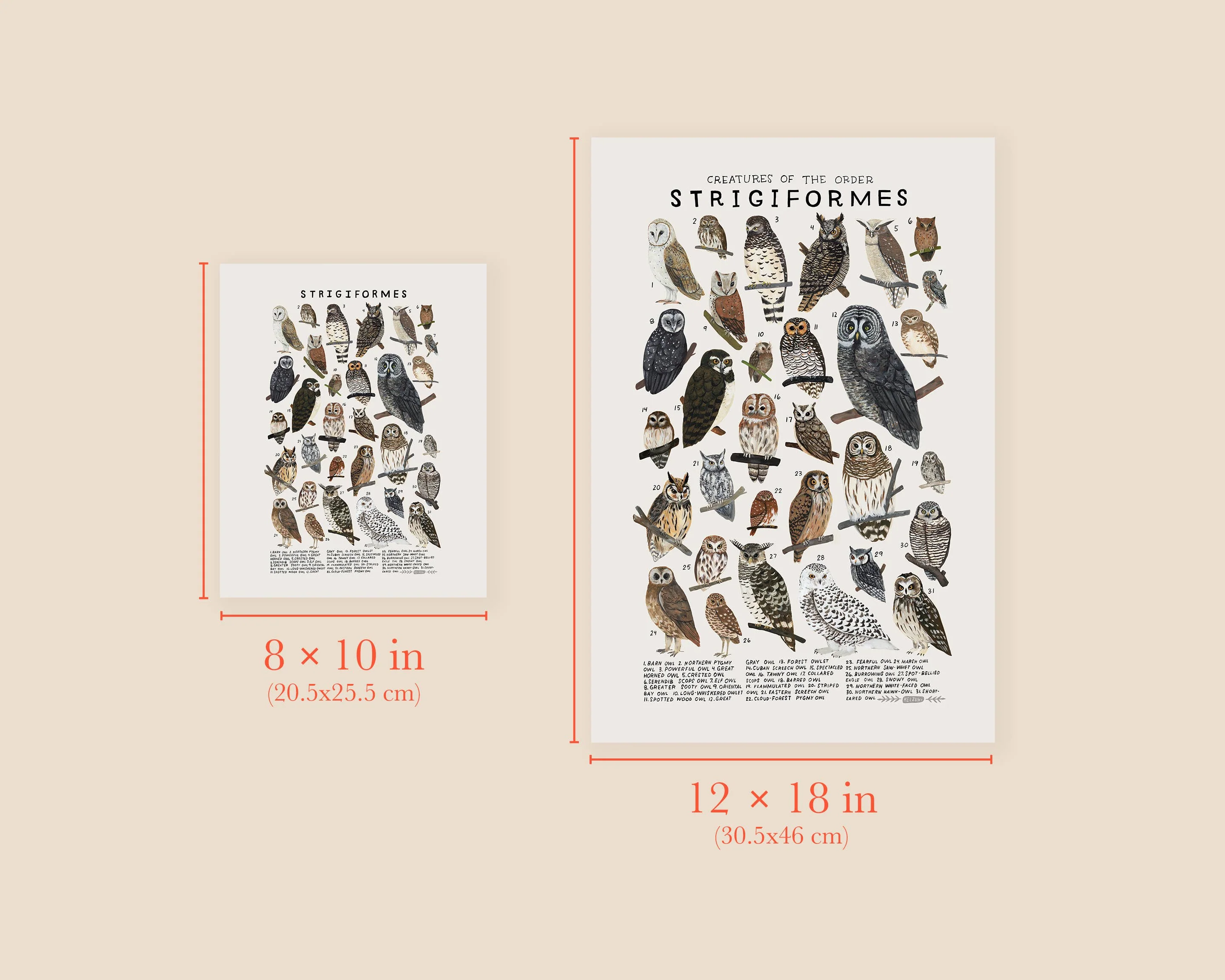 Strigiformes: Owls: 8 x 10 inches - Image 3